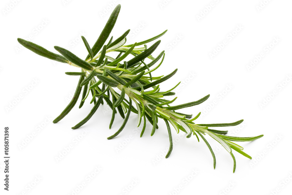 Fototapeta premium Rosemary twig on the isolated white background.