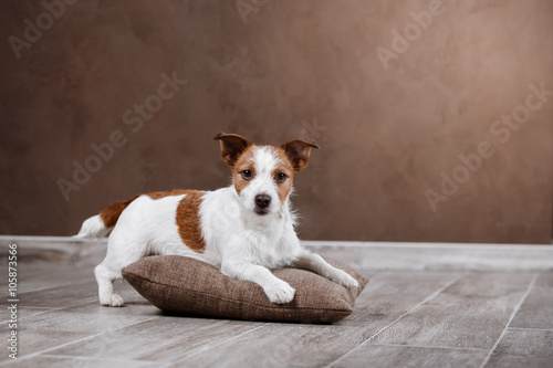 Dog breed Jack Russell Terrier portrait dog on a studio color background