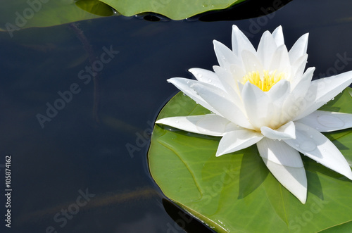 Fototapeta Naklejka Na Ścianę i Meble -  Water Lily.