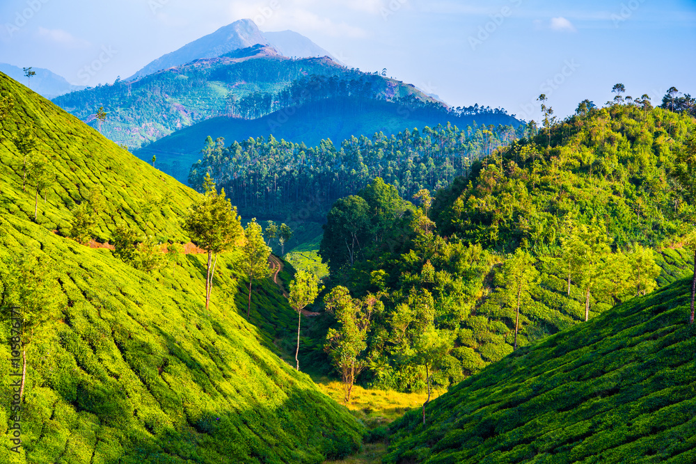 Hills overgrown by tea with wood and a mountain in the background. Tea farmland in Munnar (Kerala, India)