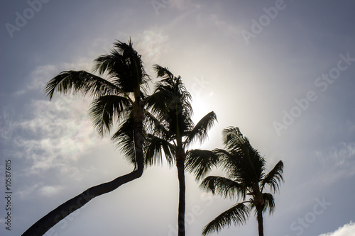Three palm trees © Wanchi