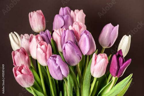 Colorful tulips close-up