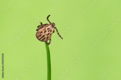 Auwaldzecke (Dermacentor reticulatus) wartet auf einem Grashalm auf ein Wirtstier photo