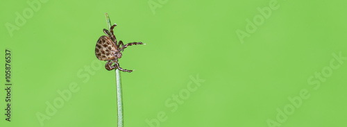 Auwaldzecke (Dermacentor reticulatus) wartet auf einem Grashalm auf ein Wirtstier photo