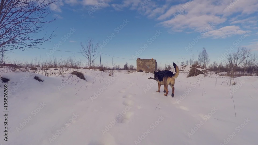 German Shepherd Dog. Playing outdoor. Slow Motion. Steadicam. German Shepherd Dog. Playing outdoor. Slow Motion. Steadicam.
