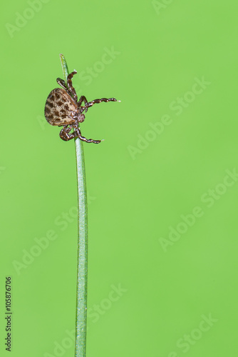 Auwaldzecke (Dermacentor reticulatus) wartet auf einem Grashalm auf ein Wirtstier