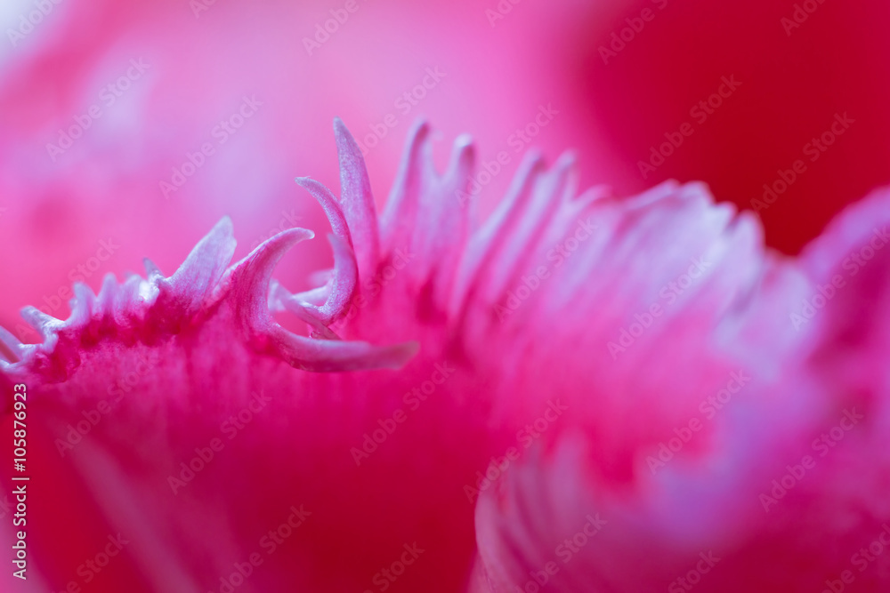 Tulip petal macro background.