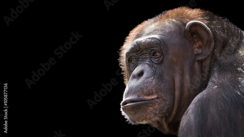 Close-up portrait of a old chimpanzee against a black background