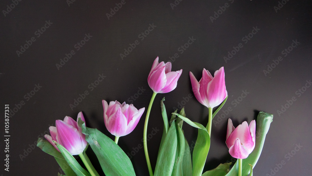 Obraz premium Pink tulips black background in spring