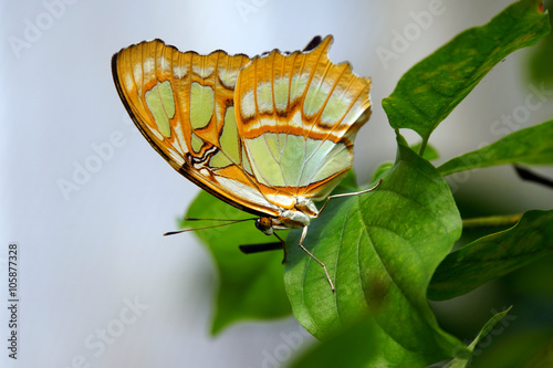 Unterseite des Malachitfalter (Siproeta stelenes) photo