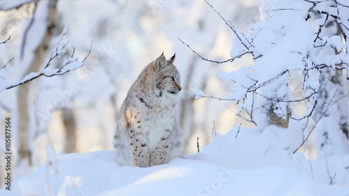 Lynx cub in the cold winter forest