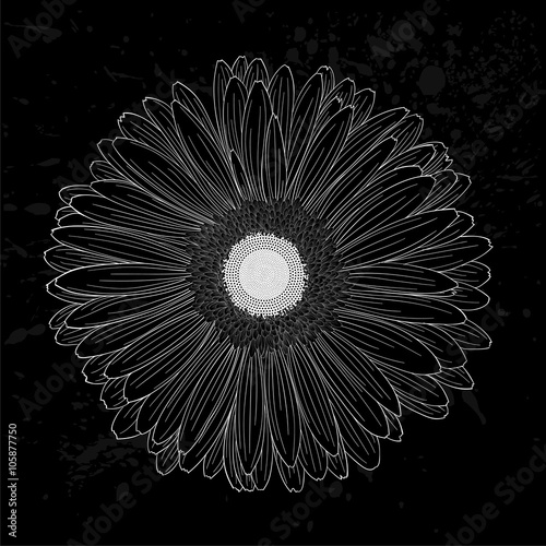 Fototapeta Naklejka Na Ścianę i Meble -  beautiful monochrome, black and white gerbera flower isolated.