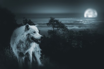 Wandcirkels Wolf Wolvenjacht onder volle maan  © Tomasz Zajda