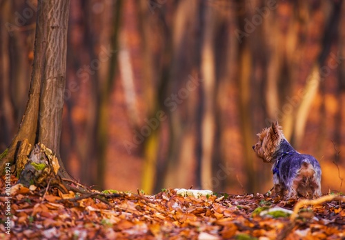 Dog Forest Walk © Tomasz Zajda
