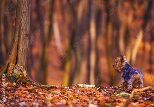 Dog Forest Walk