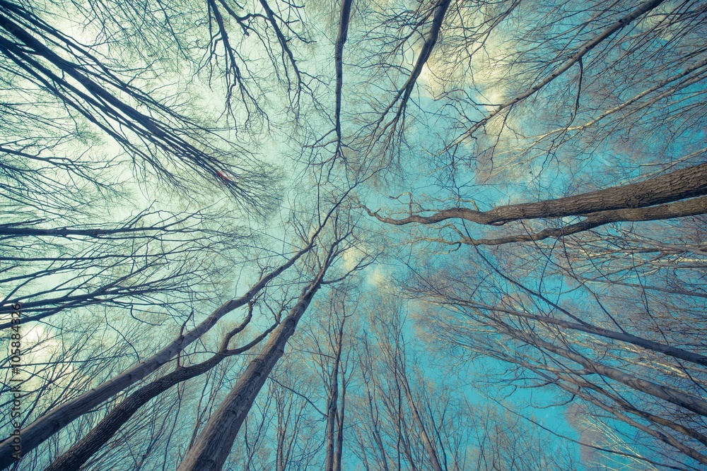 Fototapeta Gałęzie drzew na tle błękitnego nieba