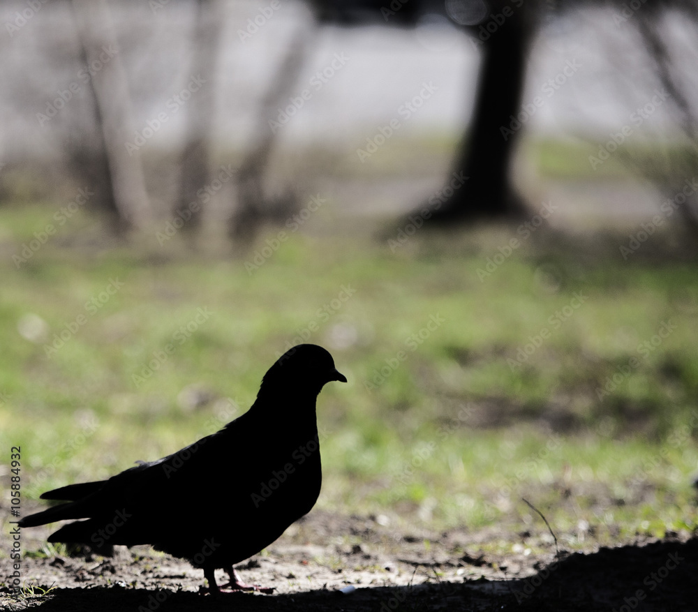 Fototapeta premium Silhouette of a dove near a tree