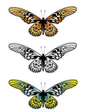 Butterfly long wing
