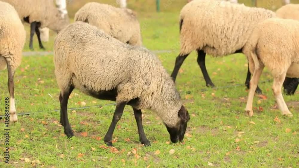 Autumn landscape. Herd of sheep grazing on a beautiful green lawn. One sheep chewing grass in the center. Autumn landscape. Herd of sheep grazing on a beautiful green lawn. One sheep chewing grass in the center.
