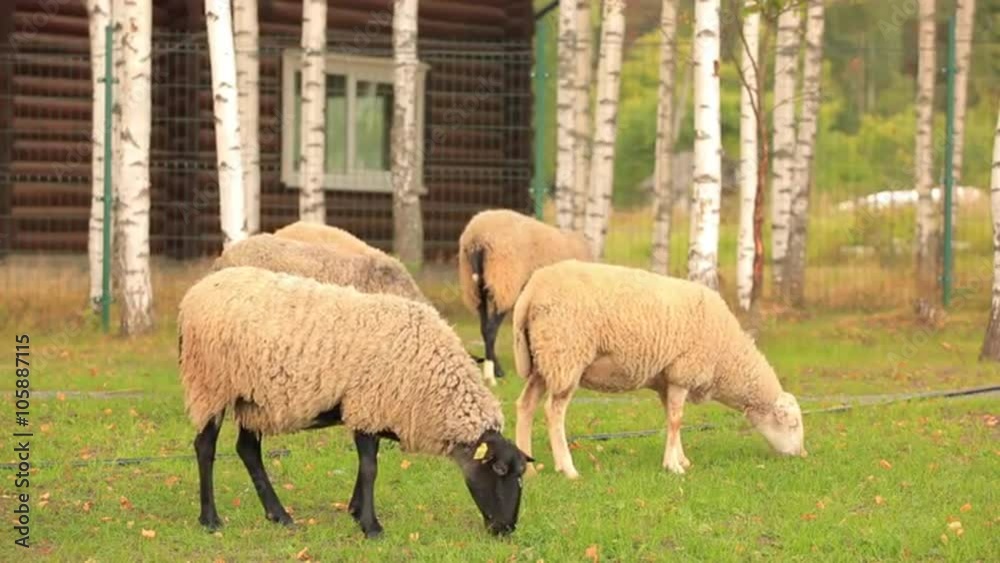 Autumn landscape. Several beautiful sheep grazing the green grass among the birch trees in front of the wooden house. Autumn landscape. Several beautiful sheep grazing the green grass among the birch trees in front of the wooden house.