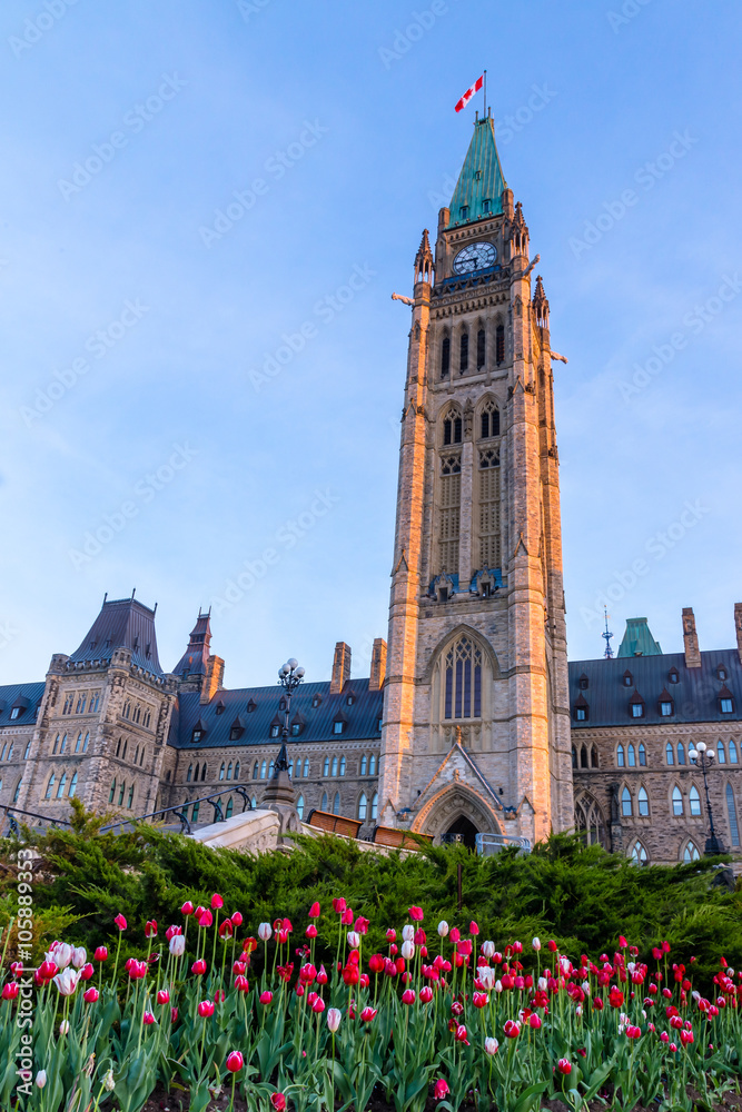 Fototapeta premium Tulips at Parliament building during Ottawa tulips festival