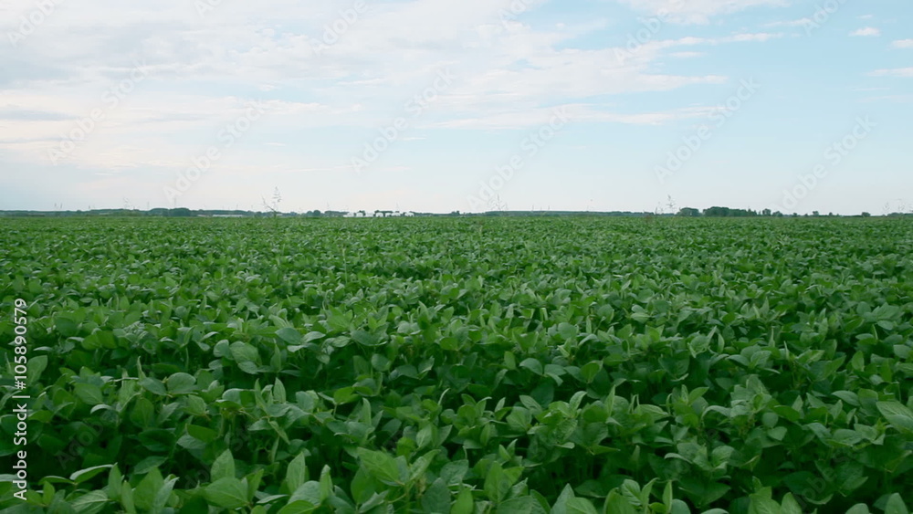 Soy bean field, dolly shot / soy bean field shot with a slider, 1080p video at 25 fps Soy bean field, dolly shot / soy bean field shot with a slider, 1080p video at 25 fps