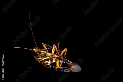 close up a cockroach photo