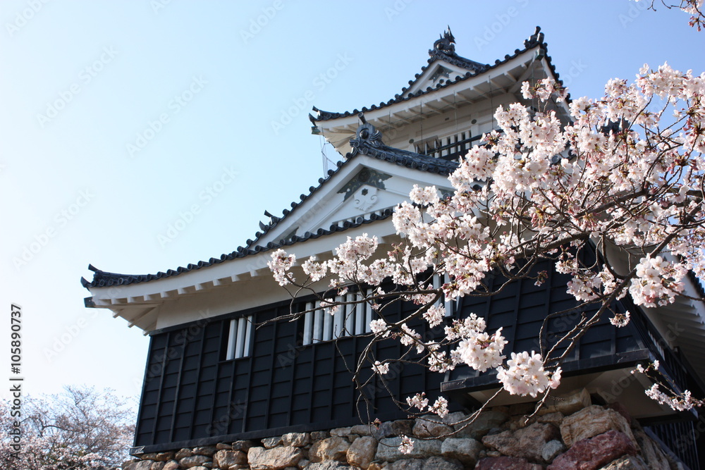 桜と日本の城 浜松城 Cherry blossom and Japanese castle in Hamamatsu 桜と日本の城 浜松城 Cherry blossom and Japanese castle in Hamamatsu