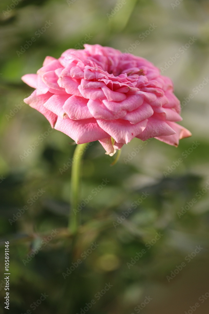 Obraz premium Pink damask rose