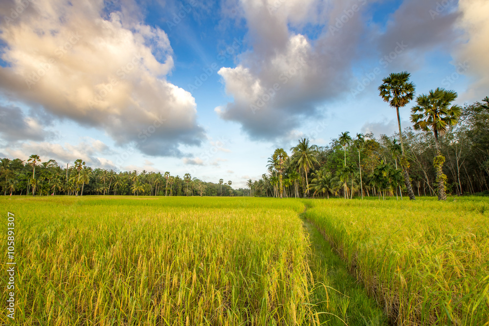 Fototapeta premium paddy rice in field, Thailand, Before sunset background