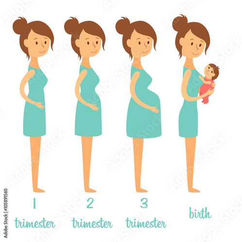 Stages of pregnancy