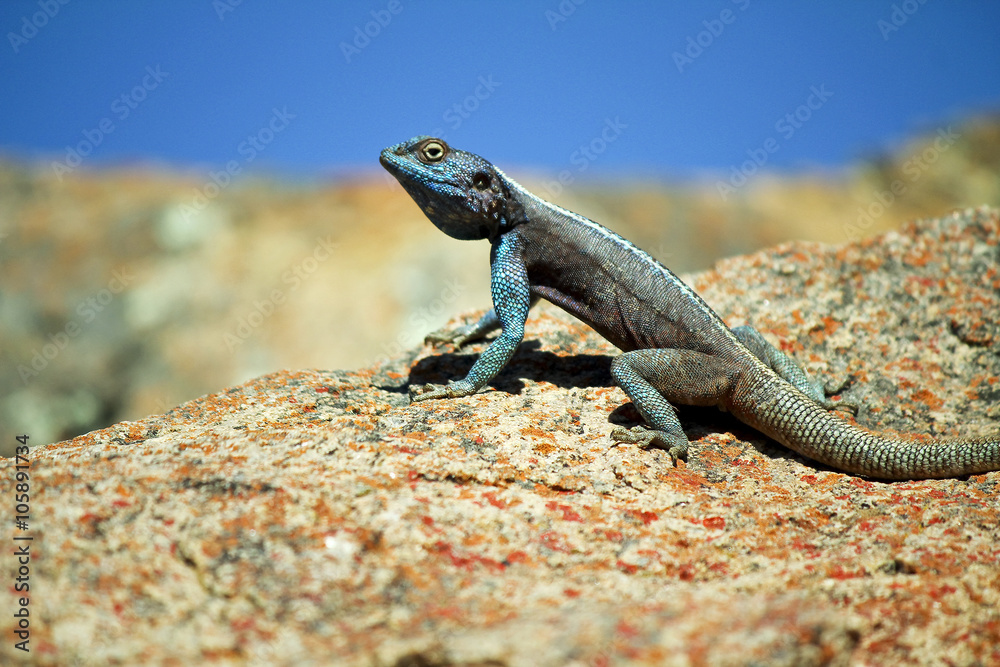 Southern Rock Agama lizard, Namibia, Africa Southern Rock Agama lizard, Namibia, Africa