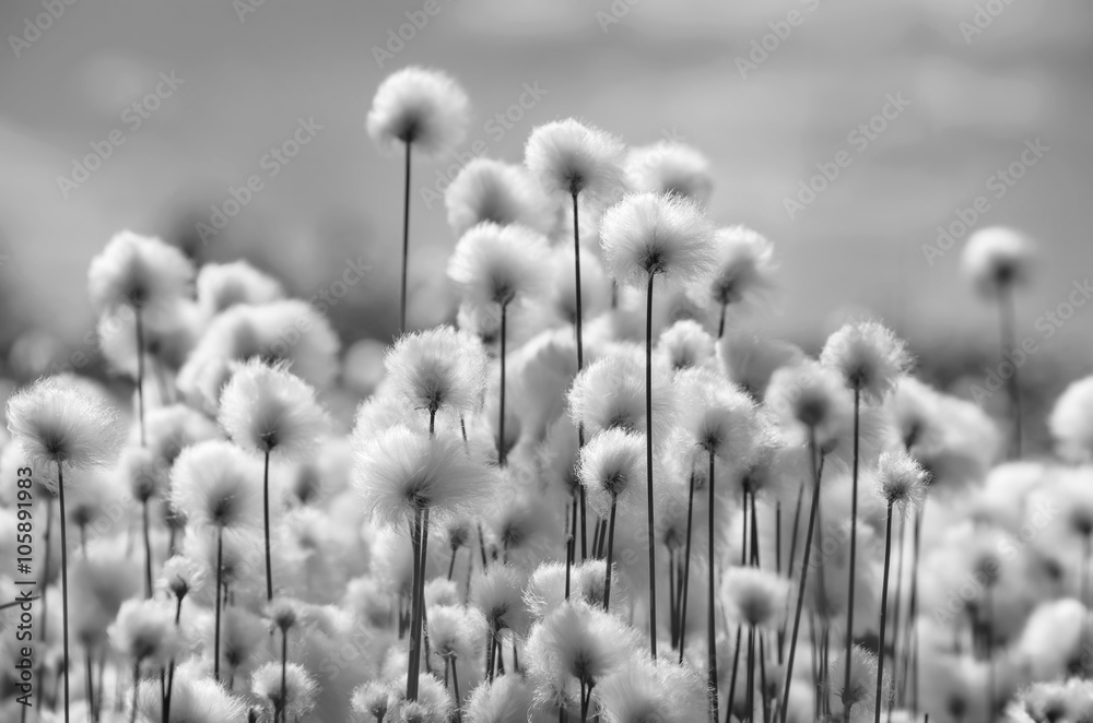 Fototapeta Wiosna krajobraz z kwitnącą bawełnianą trawą w czarny i biały