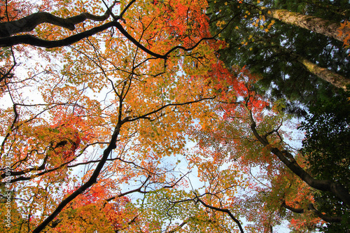 Colorful trees cover a sky above