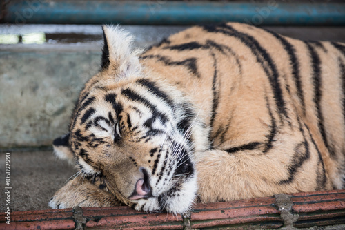 Tiger Sleeping in Kingdom