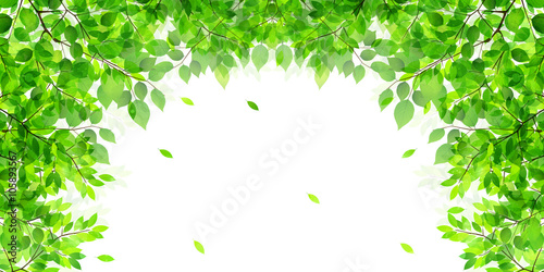 葉　新緑　木　背景