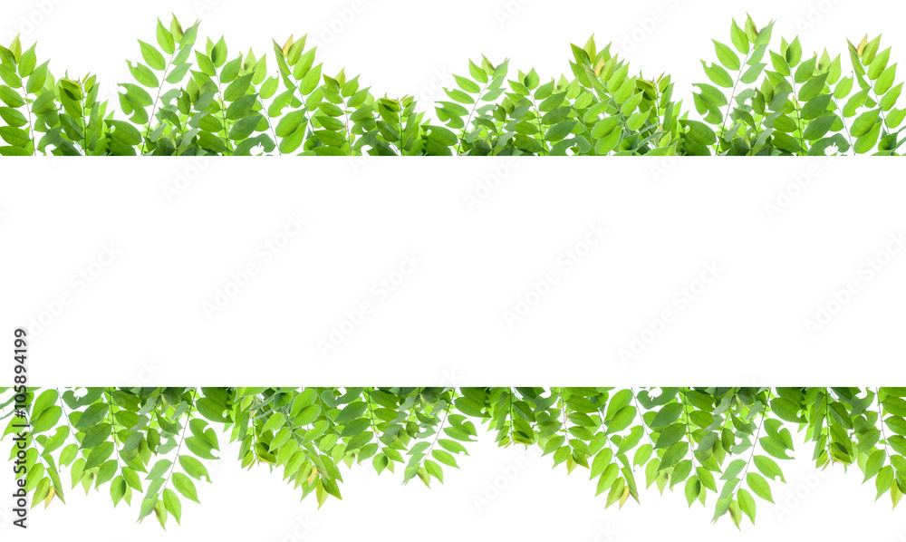 fresh green leaves frame on white background.