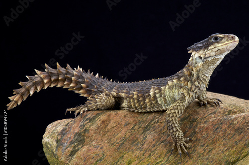 Photography Sungazer (Smaug giganteus)