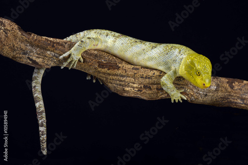 Northern monkey-tailed skink (Corucia zebrata alfredschmidti) photo