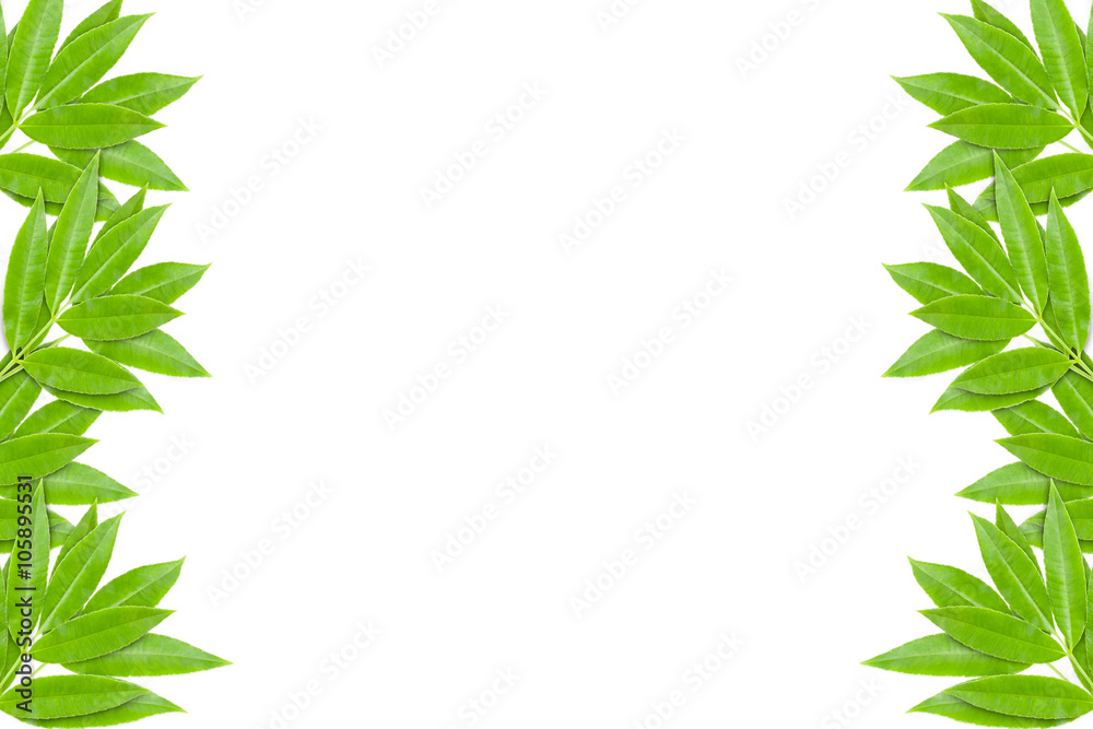 Green leaves frame isolated on white background. Green leaves frame isolated on white background.