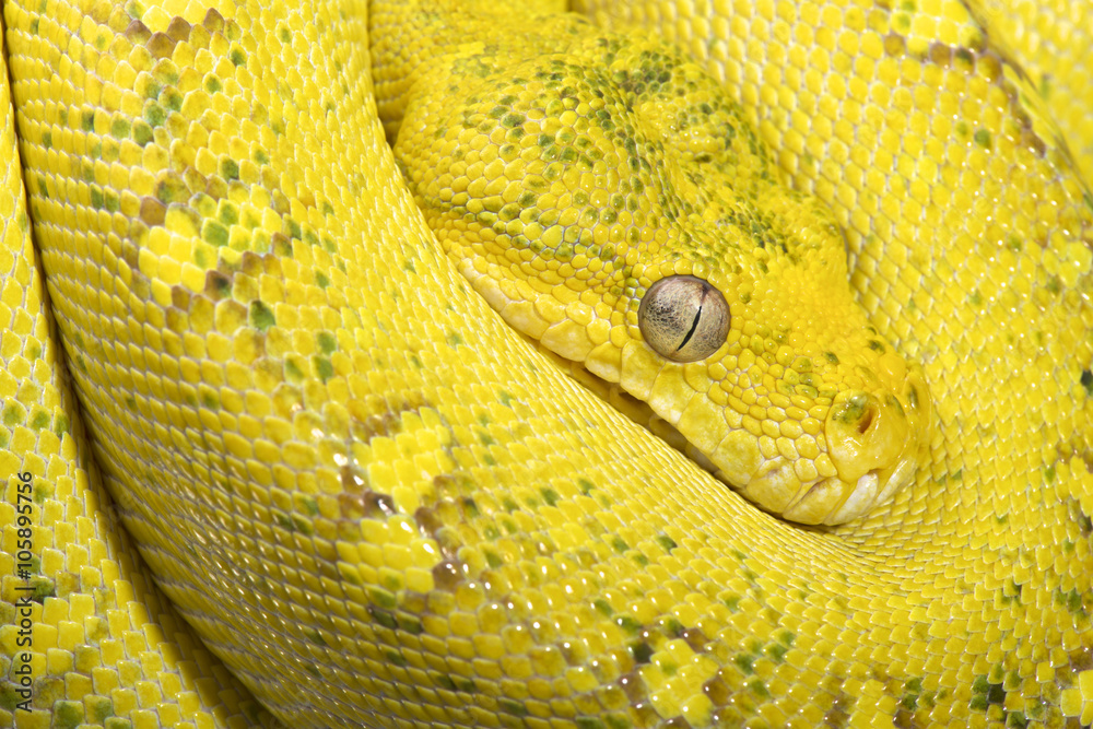 Naklejka premium Yellow tree python (Morelia viridis)