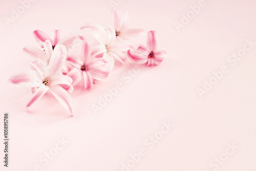 Pink hyacinth flower on pink background. Soft focus  soft light  toned.