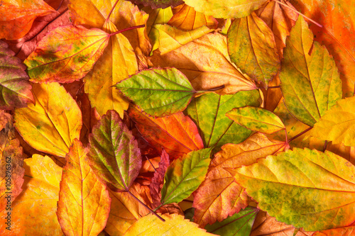 Beautiful fallen autumn leaves background