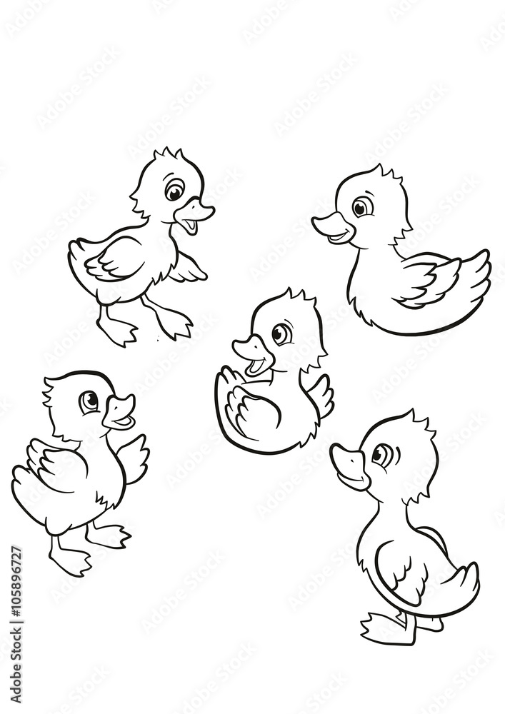 Coloring pages. Five little cute ducklings swim on the lake and stand on the grass.