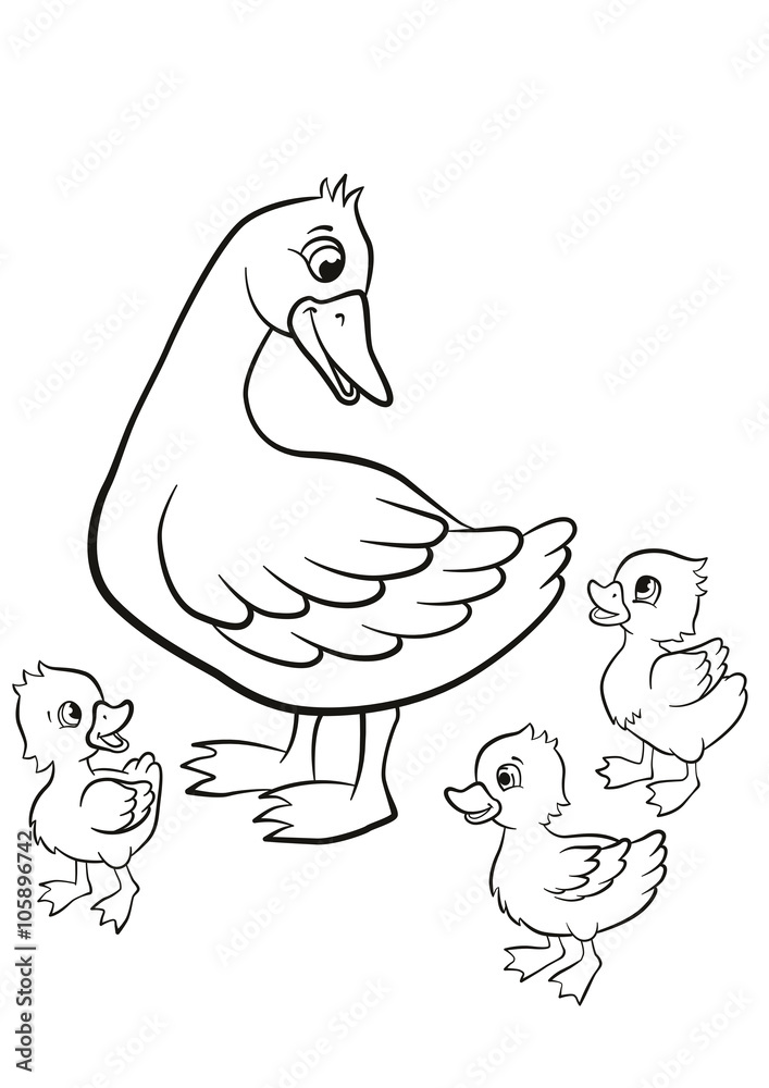 Coloring pages. Kind duck and free little cute ducklings walk. They are