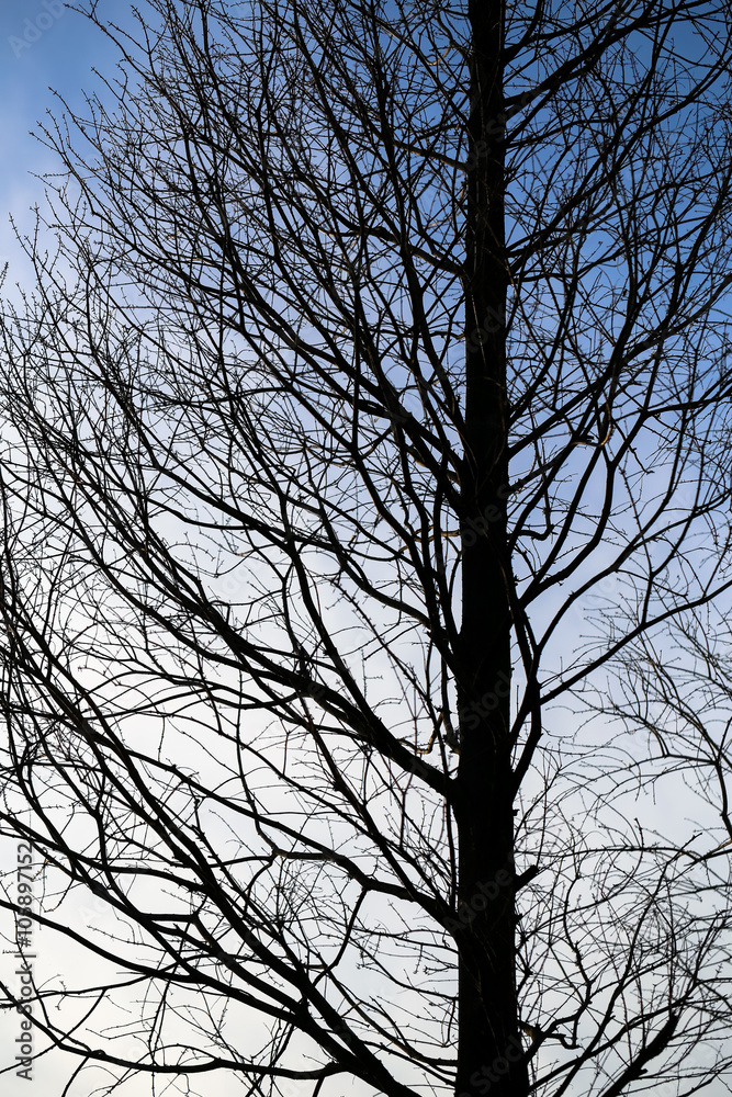 Obraz premium Tree branches
