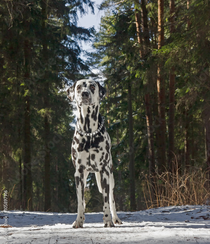 dog is walking in a winter forest