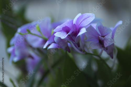 Orchids purple background blur
