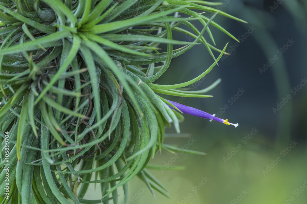 Obraz premium Tillandsia