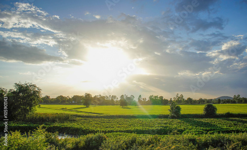 Rice field in the evening